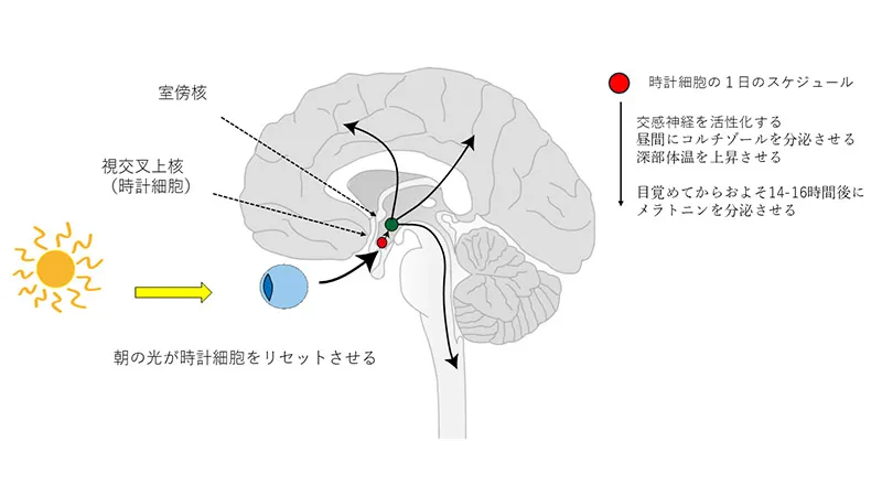 体内時計