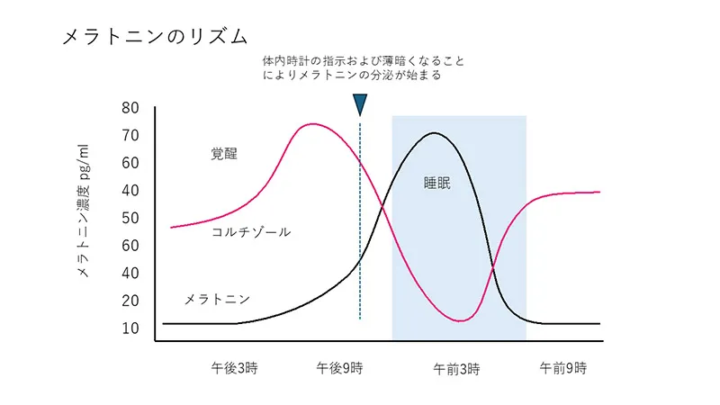 メラトニンの作用
